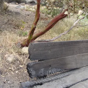 burned wood bench with manzanita, at the edge of the Meadow Oaks, Santa Barbara Botanic Garden, after the Jesusita Fire