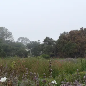 view across Meadow, down to Blaksley Library, Santa Barbara Botanic Garden, after the Jesusita Fire