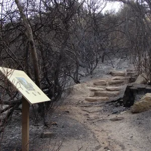 stone steps on the Woodland Trail, Santa Barbara Botanic Garden, after the Jesusita Fire