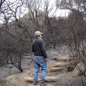 stone steps on the Woodland Trail, after the Jesusita Fire