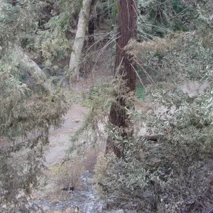 ash at base of singed redwood tree, Santa Barbara Botanic Garden, after the Jesusita Fire