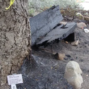 burned wood bench, top of Meadow, Santa Barbara Botanic Garden, after the Jesusita Fire