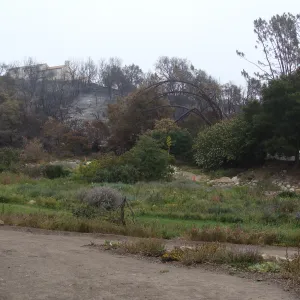 Meadow and burned slope along Mission Canyon Road, Santa Barbara Botanic Garden, after the Jesusita Fire