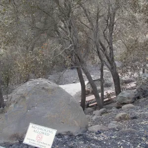 view of Picnic Area from canyon rim, Santa Barbara Botanic Garden, after the Jesusita Fire