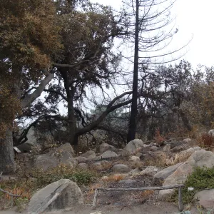 Santa Barbara Botanic Garden, after the Jesusita Fire