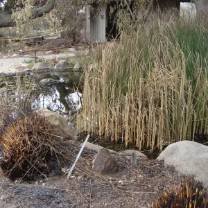 fire singed Pond and Information Kiosk, Santa Barbara Botanic Garden, after the Jesusita Fire