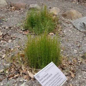 fire singed Arenaria paludicola, Conservation Garden, the Santa Barbara Botanic Garden, after the Jesusita Fire