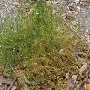 fire singed Arenaria paludicola, Conservation Garden, the Santa Barbara Botanic Garden, after the Jesusita Fire