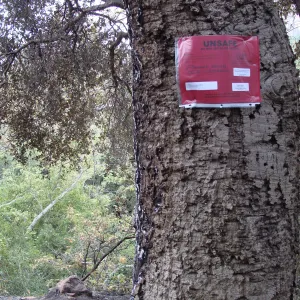 'Unsafe' red tag, Santa Barbara Botanic Garden, after the Jesusita Fire