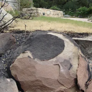burned sandstone boulder, Santa Barbara Botanic Garden, after the Jesusita Fire