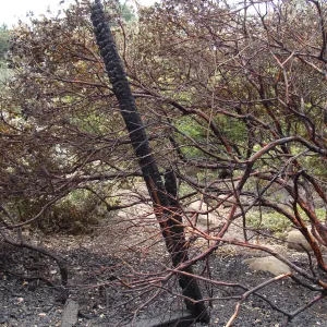 burned Arctostaphylos (Manzanita) adjacent to the Home Demonstration Garden deck, after the Jesusita Fire