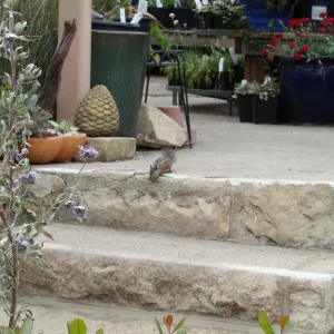 chipmunk, Growers Nursery steps, Santa Barbara Botanic Garden, after the Jesusita Fire