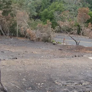 hill slope below the Hort unit and above Mission Canyon Road, after the Jesusita Fire