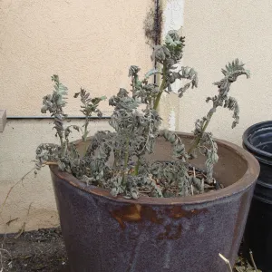 burned pot containing Ventura Marsh Milkvetch, Santa Barbara Botanic Garden, after the Jesusita Fire