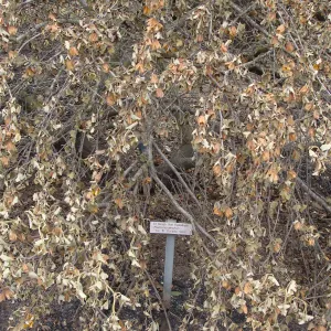 burned 'El Dorado Gold Flannelbush' on the Porter Trail, after the Jesusita Fire