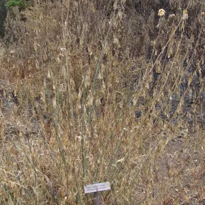 Hairy Matilija Poppy burned in the Jesusita Fire