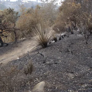 burned vegetation on the Porter Trail, after the Jesusita Fire