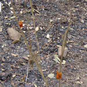 fire singed poppies on the Porter Trail, Santa Barbara Botanic Garden, after the Jesusita Fire