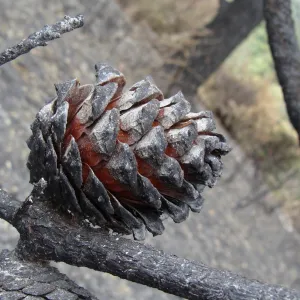 charred knobcone pine cone, recently opened by the heat of the fire, Santa Barbara Botanic Garden, after the Jesusita Fire