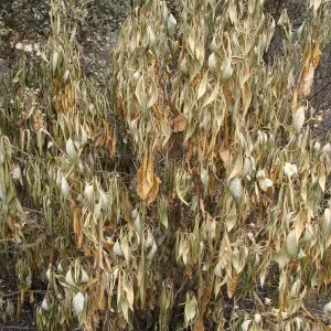 burned plant on the Porter Trail, after the Jesusita Fire