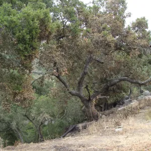 burned slope behind the Tunnel Road Studio, Santa Barbara Botanic Garden, after the Jesusita Fire