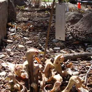 California Pitcher Plant, Darlingtonia californica, after the Jesusita Fire