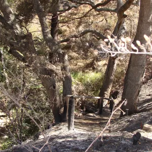 burned vegetation at the top of the Indian Steps, after the Jesusita Fire