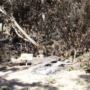 burned remains of the Redwood Cross-section Exhibit, after the Jesusita Fire