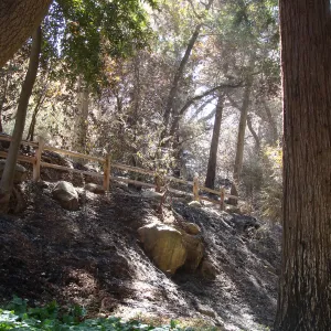 Redwood Section, after the Jesusita Fire