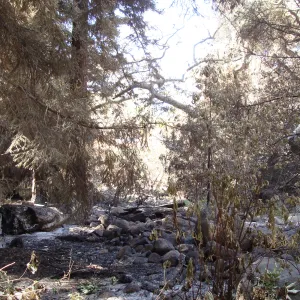 Mission Creek above the Mission Dam, after the Jesusita Fire
