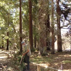 Geege Ostroff picking up damaged branches and debris in the Redwood Section, after the Jesusita Fire
