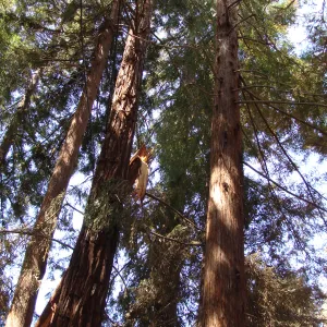 broken branch in the Coast Redwood canopy, after the Jesusita Fire