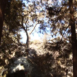 Geege Ostroff working to clean up the Redwood Section, after the Jesusita Fire