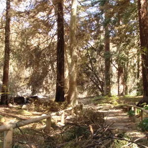 heat-singed trees and debris in the Redwood Section, after the Jesusita Fire (Coast Redwood)