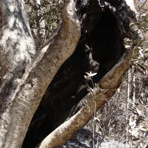 burned out hollow in base of Sycamore tree along the Canyon Trail, after the Jesusita Fire
