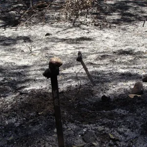 burned plant identification labels in the Island Section, after the Jesusita Fire