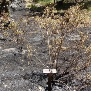 burned Isomeris arborea in the Island Section, after the Jesusita Fire