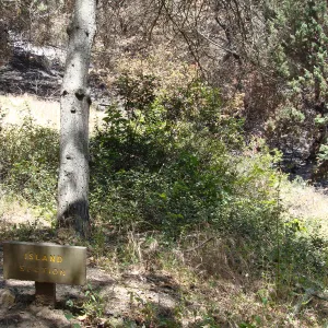 unburned wood 'Island Section' sign, at the edge of the fire, after the Jesusita Fire