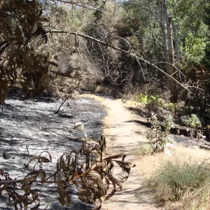 burned and unburned areas along the Island Section Trail, after the Jesusita Fire