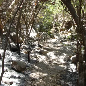 Creek Trail along Mission Creek, after the Jesusita Fire