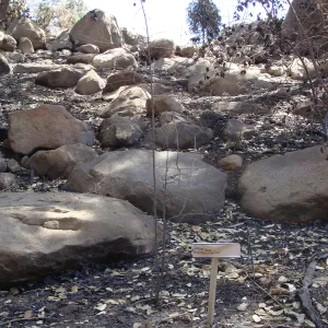 burned Cream Bush, Holodiscus discolor, after the Jesusita Fire