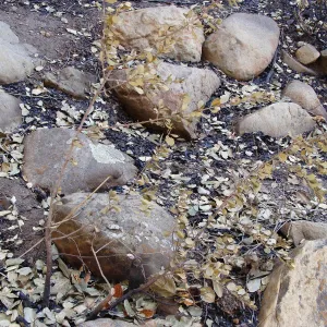burned Ceanothus ferrisiae plant, after the Jesusita Fire