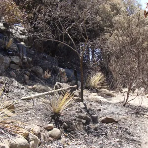burned slope along the Campbel Trail, after the Jesusita Fire