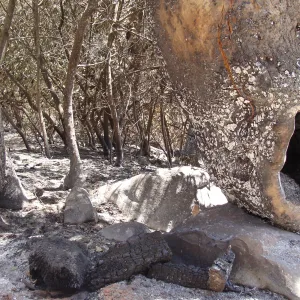 Sycamore tree trunk hollowed out by fire, after the Jesusita Fire