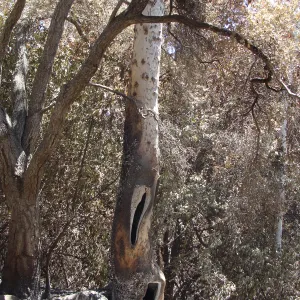Sycamore tree trunk hollowed out by fire, after the Jesusita Fire