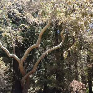 viewing the redwood Section form the Mission Dam, after the Jesusita Fire