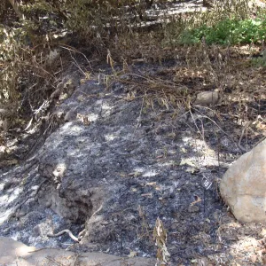 ash in the Redwood Section, after the Jesusita Fire