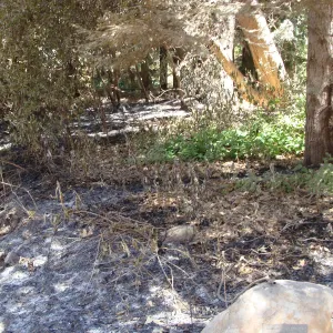 ash in the Redwood Section, after the Jesusita Fire