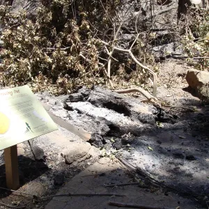 The Redwood Cross-section exhibit in the Redwood Section, after the Jesusita Fire