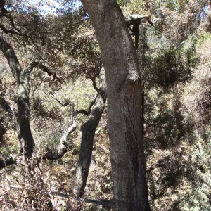 burned oak (Coastal Live Oak) canopy in Mission Canyon, after the Jesusita Fire